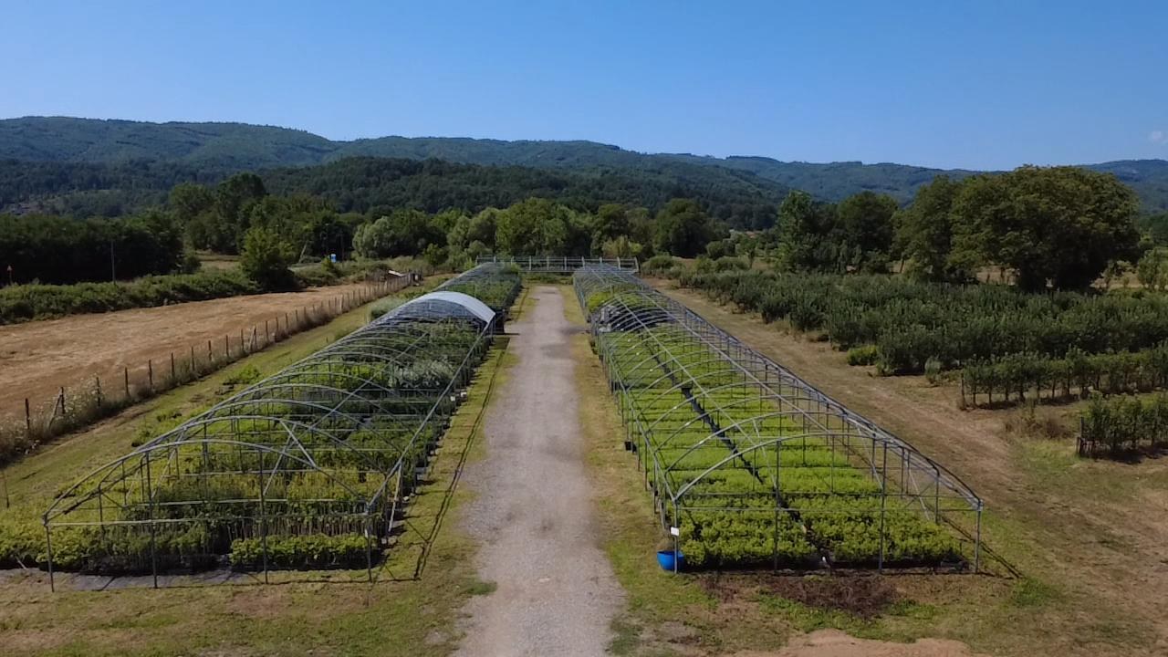 vendita piante forestali Calabria