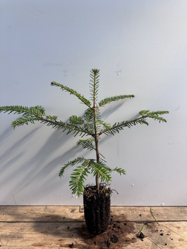 Conifera in vaso prodotta nel vivaio forestale calabrese