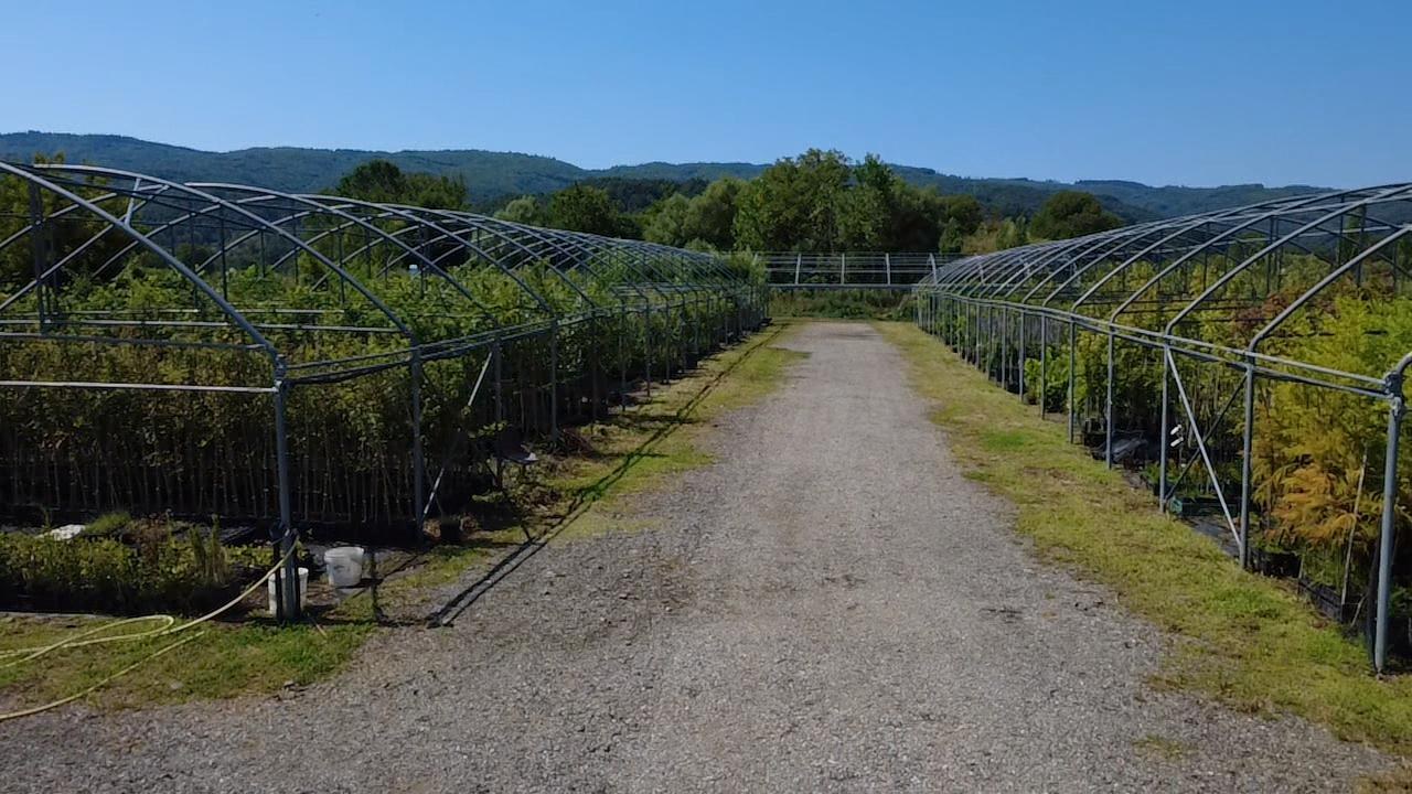 vendita piante forestali Calabria consulenza